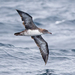 Pink-footed Shearwater - Photo (c) Giancarlo Vera, all rights reserved, uploaded by Giancarlo Vera