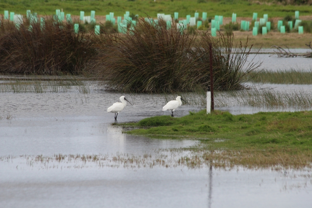 Royal Spoonbill from Capel Sound VIC 3940, Australia on September 9 ...