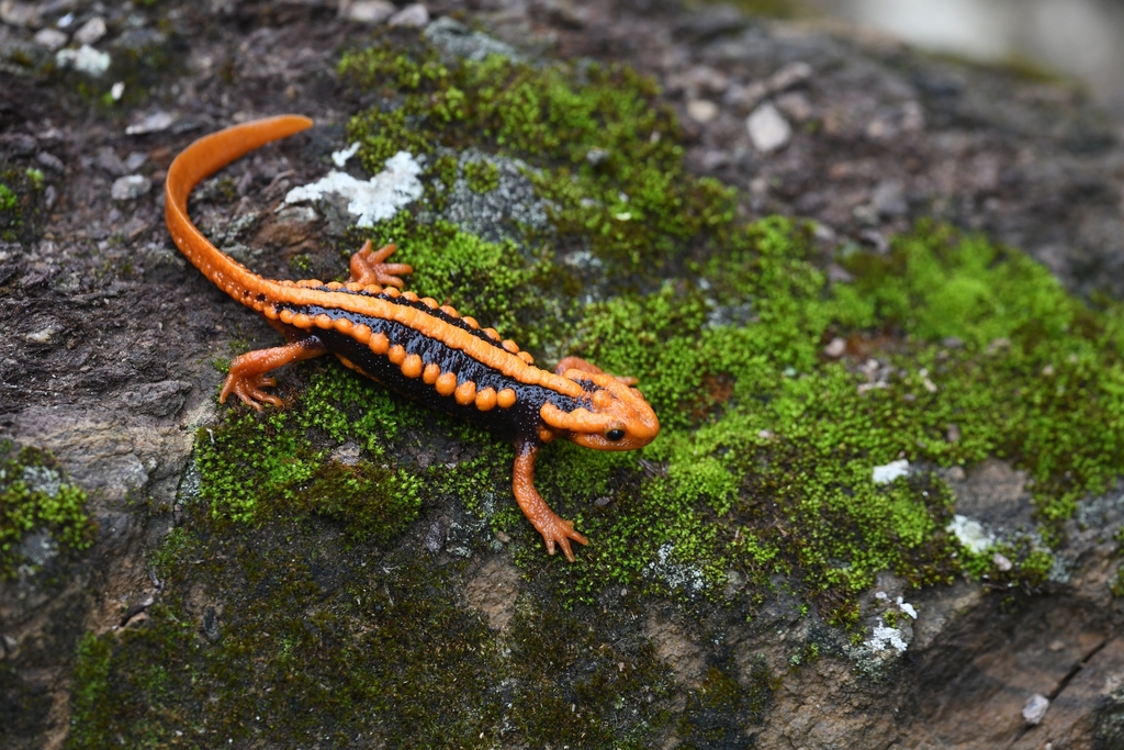 Yunnan Newt in June 2022 by Ji-Shen Wang · iNaturalist