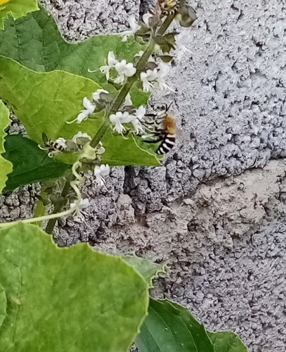 Four-striped Digger Bee