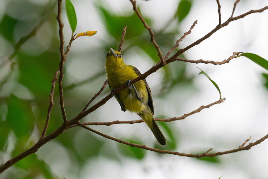 Common Iora from Jurong East, Singapore on September 9, 2023 at 02:48 ...