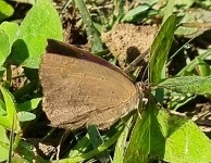 Acacia Blue from Canal Road, PVG2+2Q9, Nawabad, Jammu-Tawi(J&k), Jammu ...