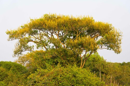 Vochysia divergens
