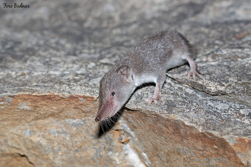 Crocidura fimbriata