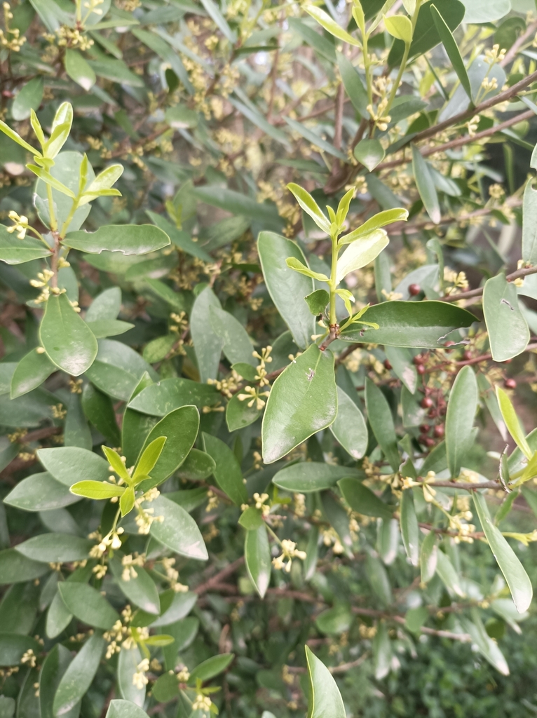 Daphnopsis racemosa from 5MFV+9W7, 20303 Playa Hermosa, Departamento de ...