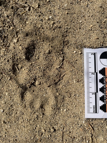 Mountain Lion Tracks – NatureTracking