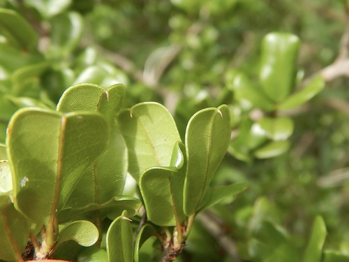 Reynosia uncinata Urb.