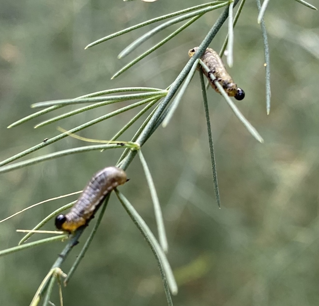 Winged and Once-winged Insects from Francisco Rd, Columbus, OH, US on ...