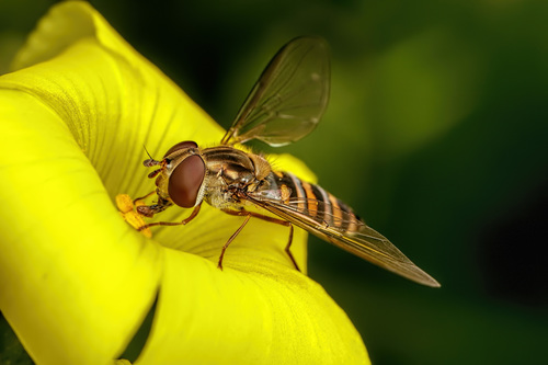 Episyrphus balteatus nuotrauka