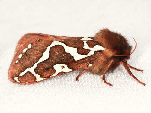 Gazoryctra hyperboreus