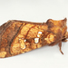 Heracleum Stem Borer Moth - Photo (c) Michael H. King, all rights reserved