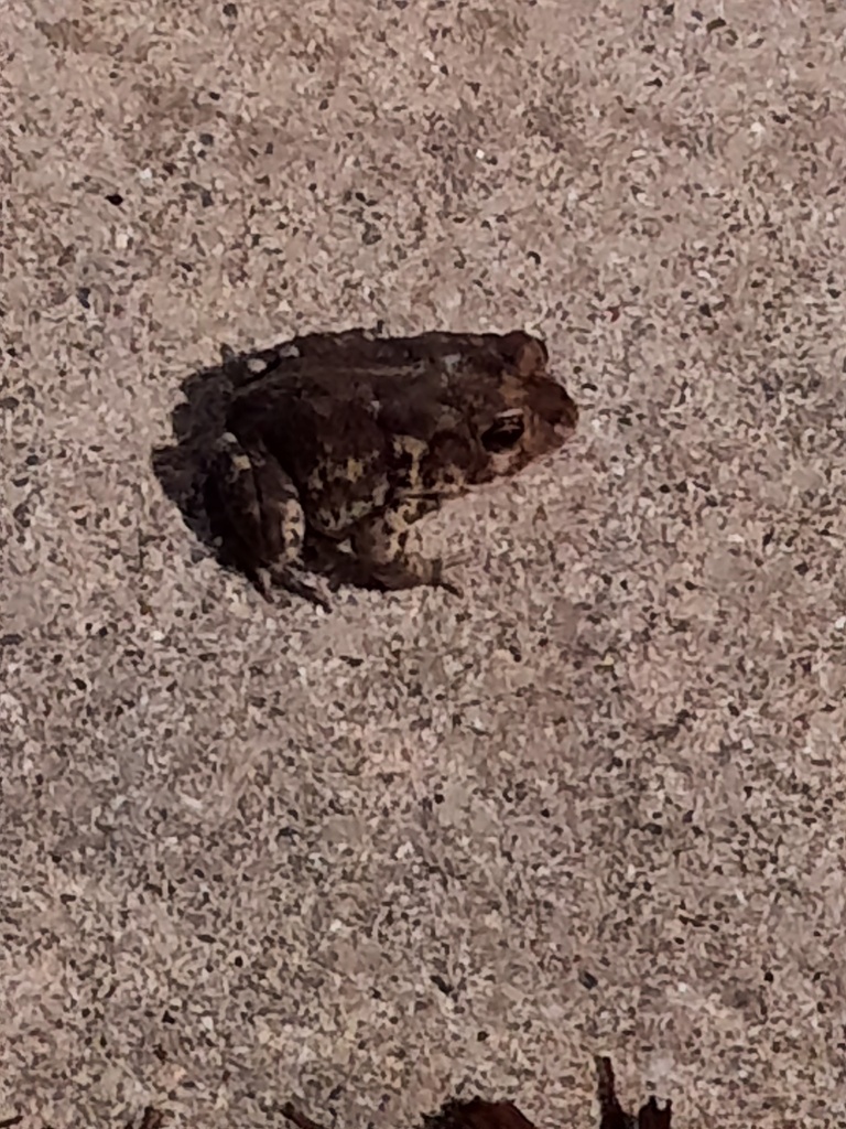 North American Toads from Birch Pond Dr, Shallotte, NC, US on June 2 ...