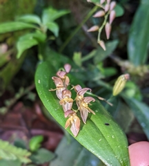 Pleurothallis rowleei image