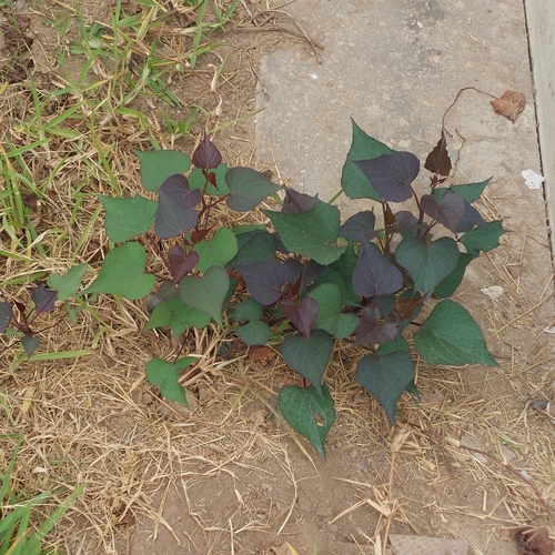 sweet potato