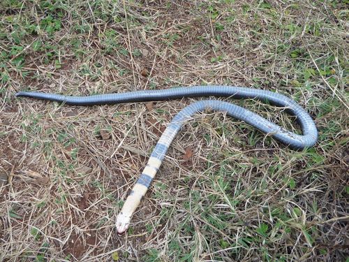 Brown Forest Cobra