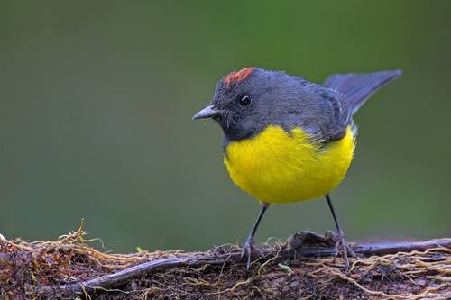 Slate-throated Redstart