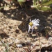 White-Veined Sand-Skipper - Photo (c) Janet Whitington, all rights reserved, uploaded by Janet Whitington