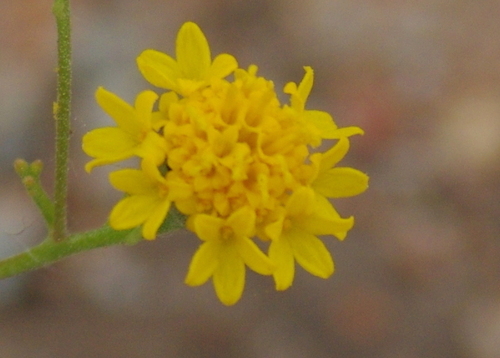 Chaenactis glabriuscula var. glabriuscula