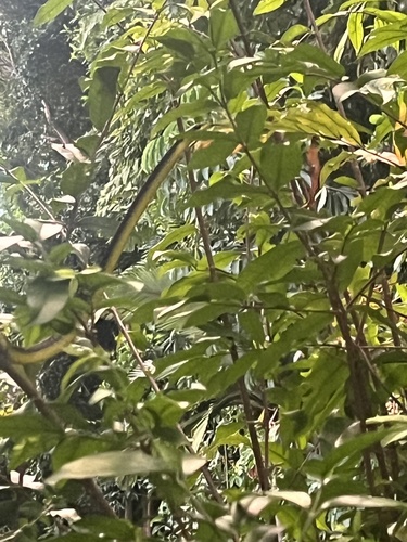 Common Tree Snake sighting