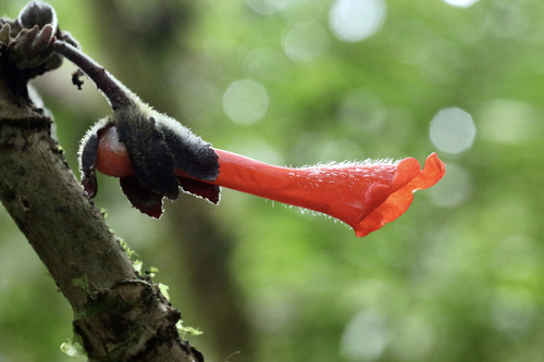 Glossoloma subglabrum