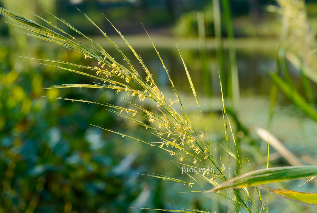 Manchurian wild rice from 中国江苏省泰州市海陵区 on September 9, 2023 at 0347 PM