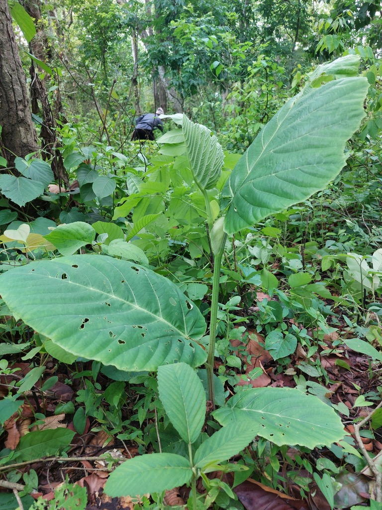 Leea Macrophylla Seeds – Elephant Ear Tree, Great Medicinal Plant (5 Seeds)