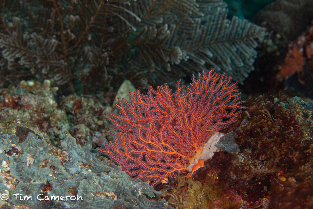 Red Sea Fan