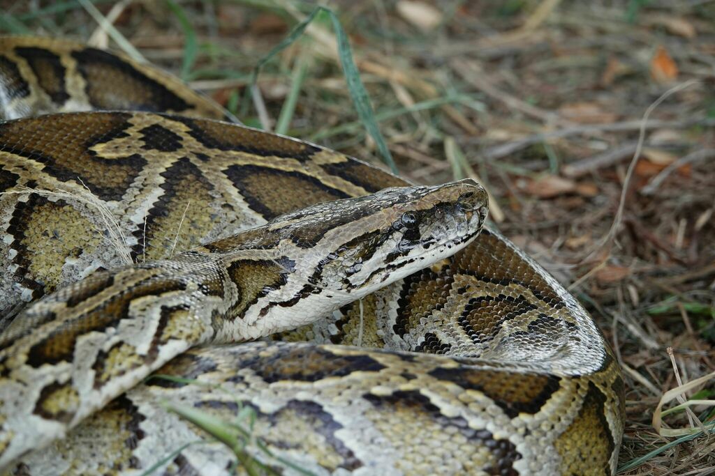 Burmese Python in June 2023 by David · iNaturalist
