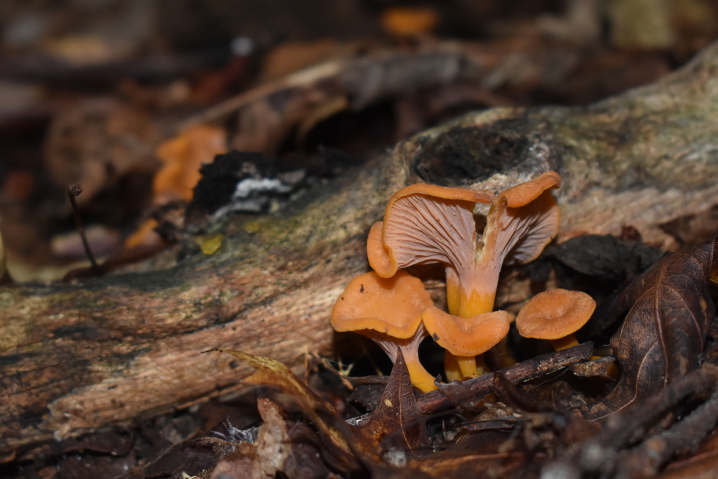 flame chanterelle from Carter County, TN, USA on September 9, 2023 at