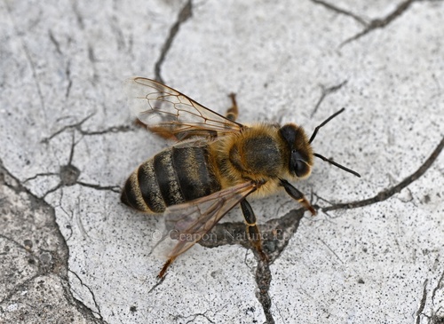 Western Honey Bee