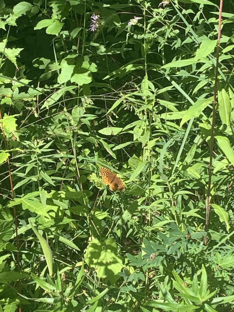 Great Spangled Fritillary from Perrot State Park, Trempealeau, WI, US ...