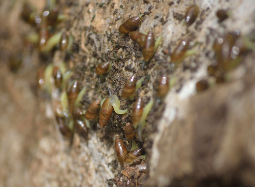 Ferussacia folliculum