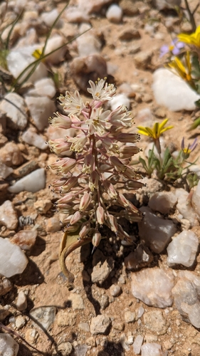 Namib Viooltjie (Lachenalia namibiensis)