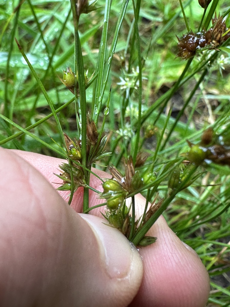 Slender Path Rush from Butleigh, Somerton, England, GB on September 10 ...
