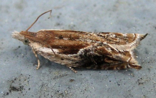 Ancylis brauni