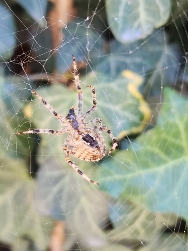 Cross Orbweaver