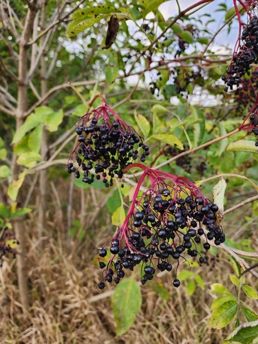 European black elderberry