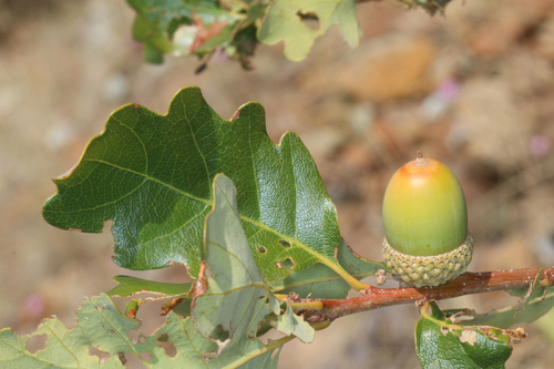 Quercus garryana × sadleriana