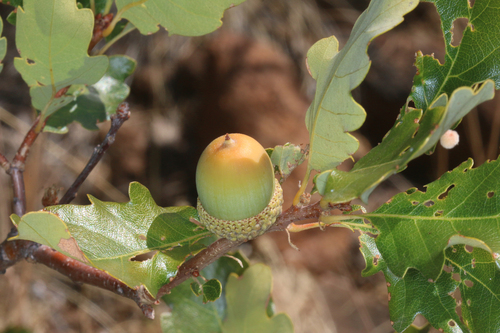 Quercus garryana × sadleriana