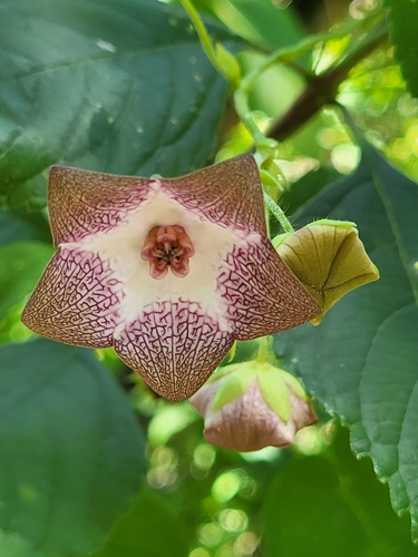 Polystemma guatemalense
