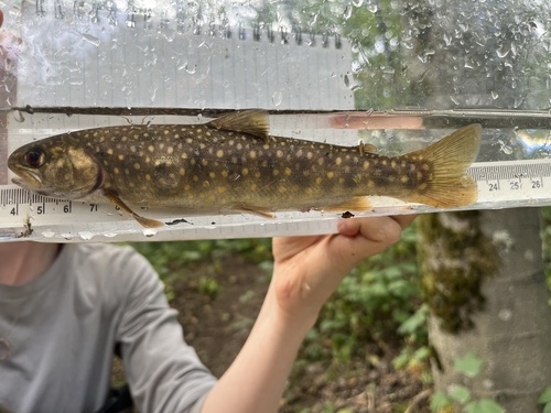 Dolly Varden