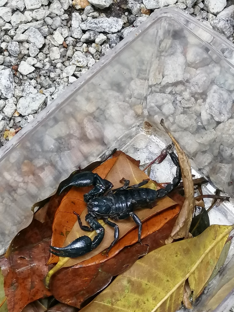 Giant Blue Scorpion From Unnamed Road Bukit Bendera Penang Hill