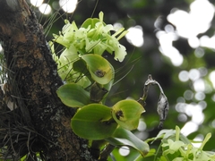 Epidendrum barbeyanum image