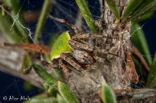 Araneus detrimentosus