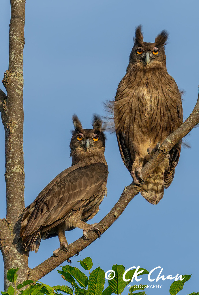 Dusky Eagle-Owl photo