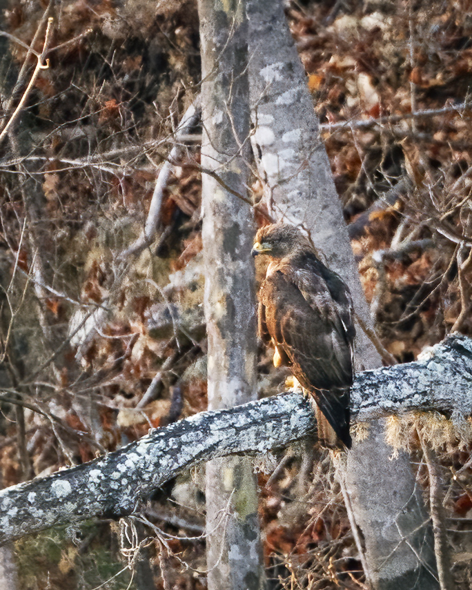 Tres Marías Red-tailed Hawk from San Blas, Nayarit, Mexico on April 29 ...