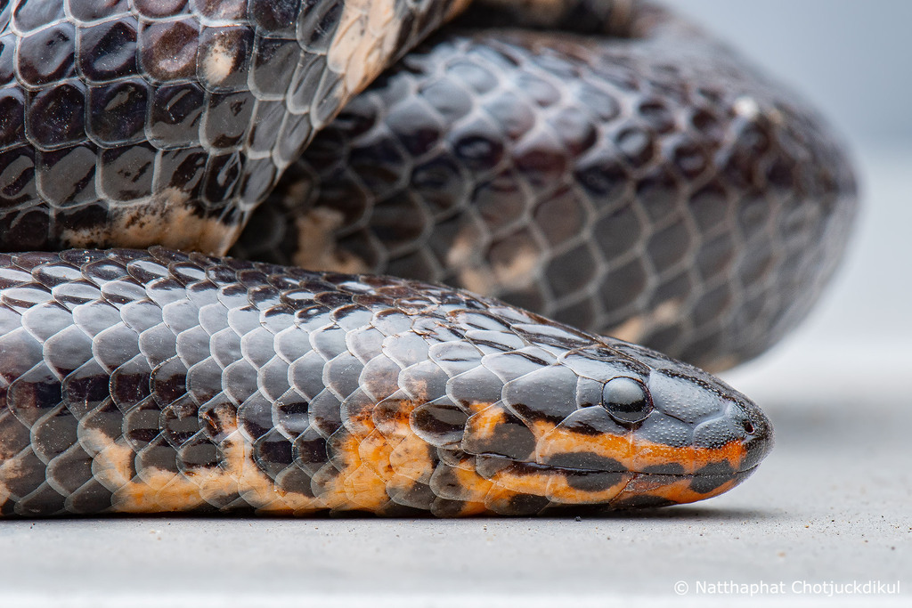 Jodi's Pipe Snake - Cylindrophis jodiae