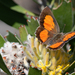 Protea Scarlet Butterfly - Photo (c) Dave McDonald, all rights reserved, uploaded by Dave McDonald