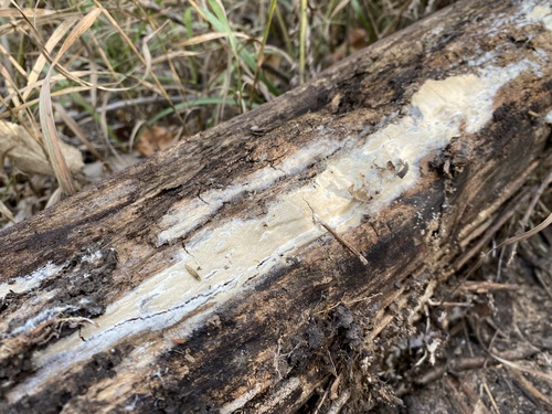 Ceriporia alachuana
