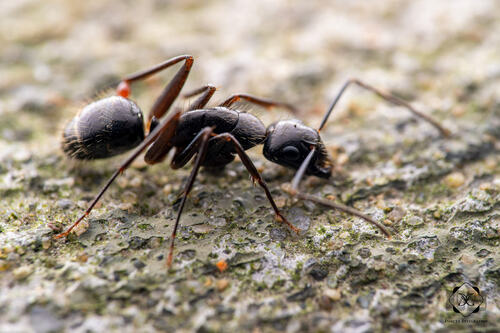 褐毛弓背蚁Camponotus fuscivillosus